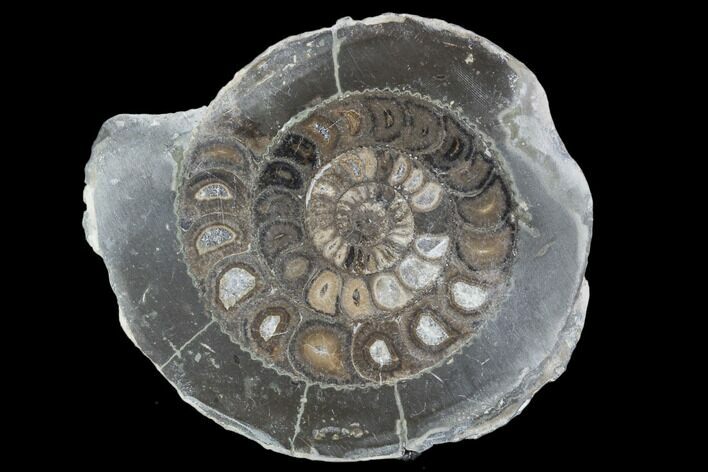 Polished Ammonite (Dactylioceras) Half - England #103793